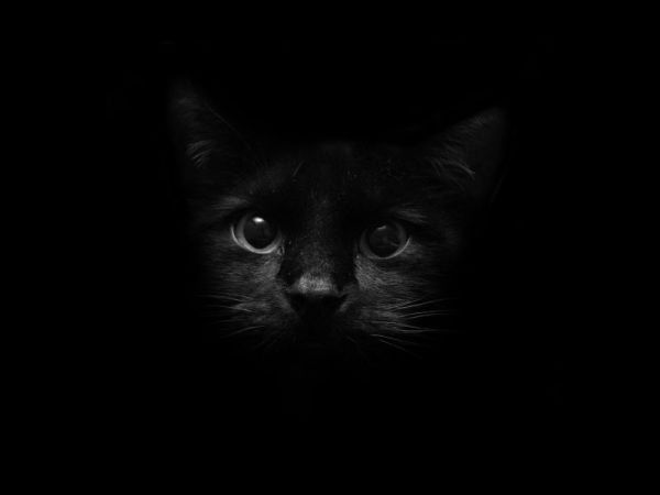 Black-Cat-sarahplove-19877395-1600-1200